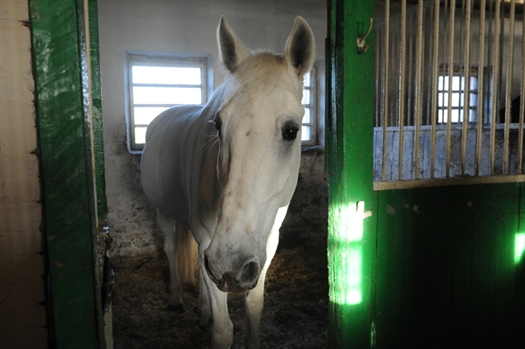 Для лошадей Самарского ипподрома до сих пор не доделали крытый манеж