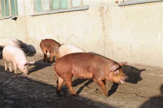 Снят карантин по африканской чуме свиней в Хворостянском районе