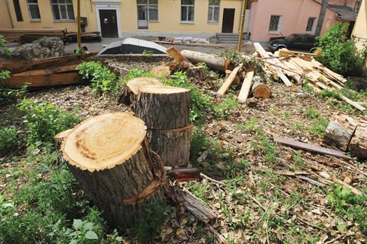Депутаты предлагают увеличить штрафы за вырубку деревьев