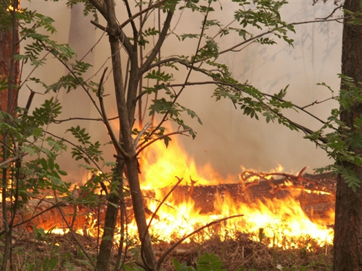 Возгорание было зарегистрировано недалеко от с. Мочалеевка. Площадь пожара составила 0,65 га