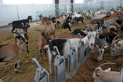 Разведение коз - весьма трудоемкий вид животноводства 