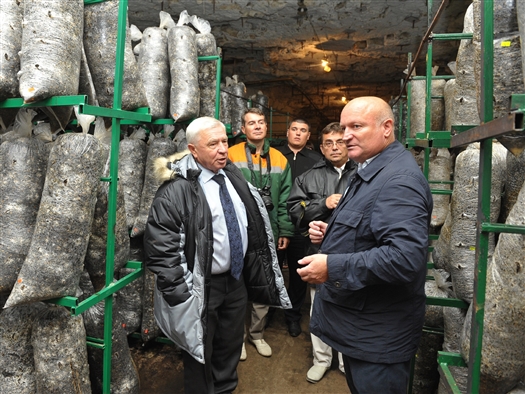 Самарский производитель грибов "Горный холод" наращивает мощность до двух тонн в сутки 