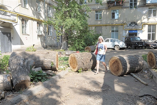 Чтобы убрать гнилые деревья, управляющим компаниям и ТСЖ требуется помощь города: спилить дерево высотой около 20 метров
стоит 5-6 тысяч рублей