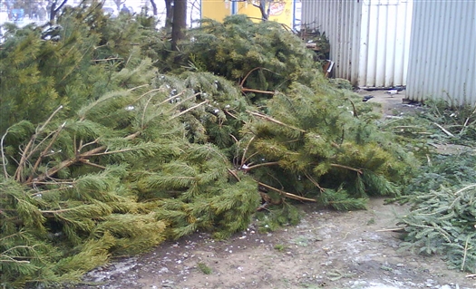 В Самарской области к праздникам заготовят 6,7 тыс. елок