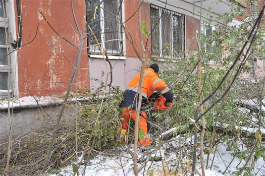 Коммунальщики рекомендуют быть осторожнее в связи с падением деревьев
