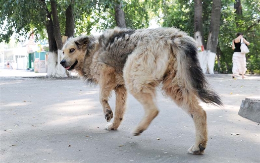 В Самаре могут применить питерский опыт, когда большую часть бездомных собак будут стерилизовать и возвращать во дворы
