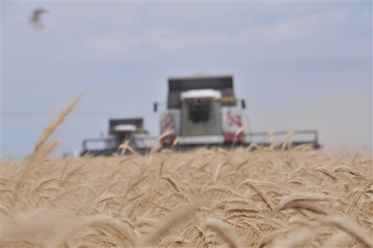 В Самарской области намолочено 940 тыс. т зерна