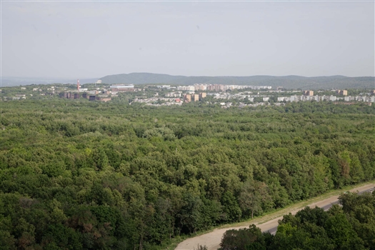 Прокуратура хочет обязать администрацию Самары оформить в собственность городские леса