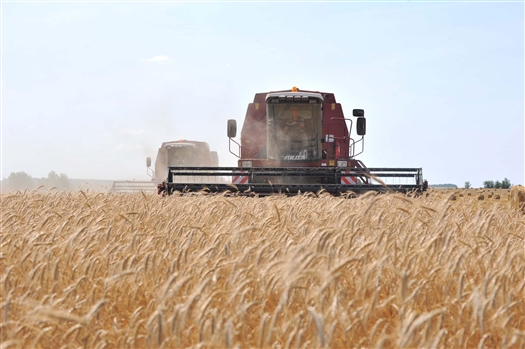 В регионе собрали более 400 тыс. тонн зерна