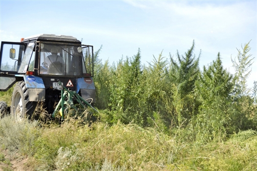 В Самарской области скосили и уничтожили 500 кг конопли
