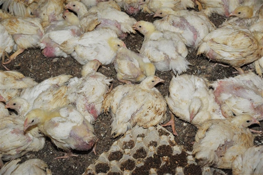 В Самарской области ликвидируют очаг птичьего гриппа