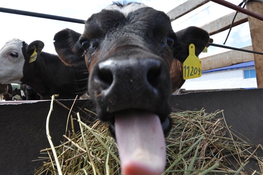 Средний надой на одну корову составил 3970 кг молока. Все производимое молоко высшего сорта и продается преимущественно на фабрику мороженного СамПО