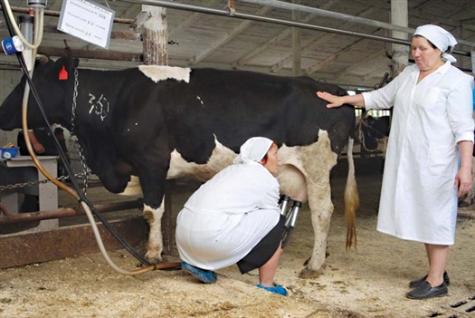 Региональному молочному животноводству оказывается комплексная государственная поддержка