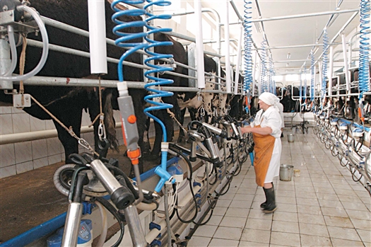 Губернатором Николаем Меркушкиным поставлена задача построить в области 10 молочных комплексов