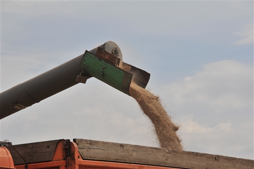 В регионе планируют собрать не менее 1,2 млн т зерна, несмотря на засуху 