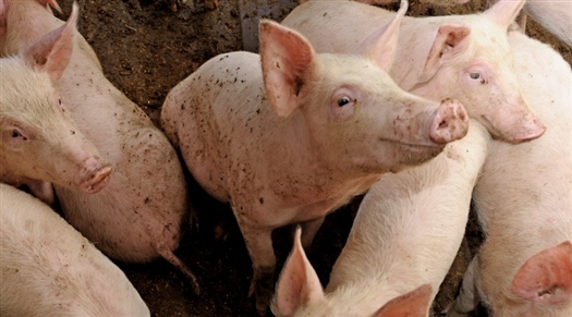 На настоящий момент в хозяйстве Гасанова содержатся 3,6 тыс. свиней 