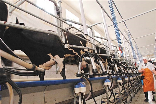 В мае средняя цена закупки у производителей молочной продукции составляла 13 рублей за один килограмм