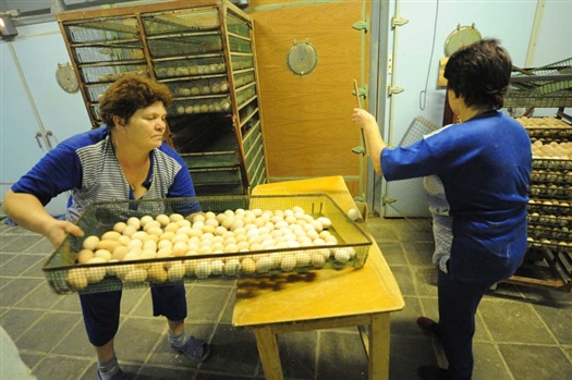"Кранодонское" намерено вложить до 1,5 млрд руб. в восстановление самарской птицефабрики