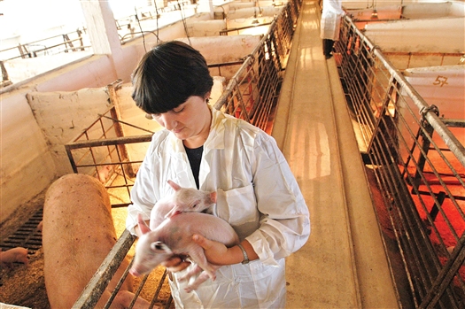 В Самарской области 
11 специализированных хозяйств, занимающихся свиноводством