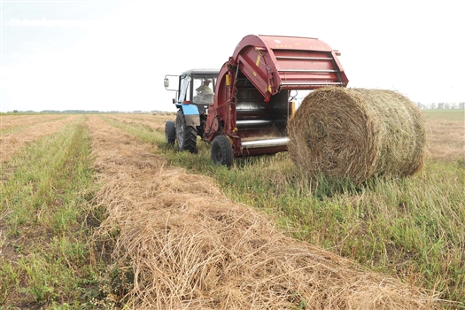 По заготовке сена и сенажа лидируют хозяйства Большечерниговского, Кинельского и Кошкинского районов