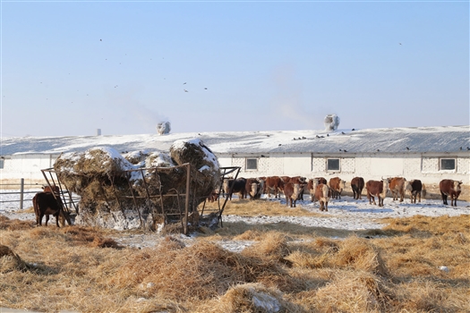 За два года в регионе построено и реконструировано 159 животноводческих ферм 