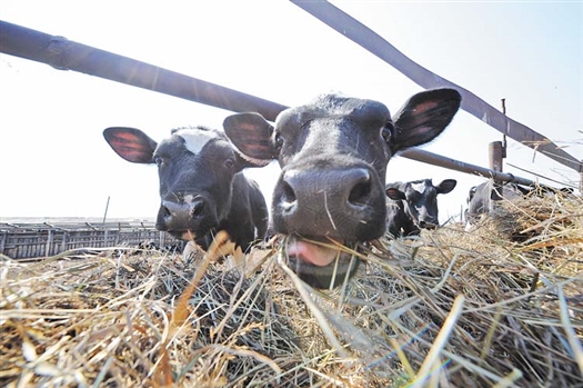 Инвестиционным проектом в частности предусмотрено строительство мясомолочной фермы для крупного рогатого скота.