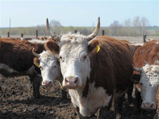 В среду, 12 декабря, на заседании правительства Самарской области приняты изменения в постановление о мерах по господдержке развития мясного скотоводства и увеличению производства мяса говядины в регионе