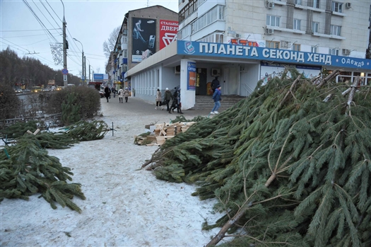 В Самарской области началась заготовка новогодних елей