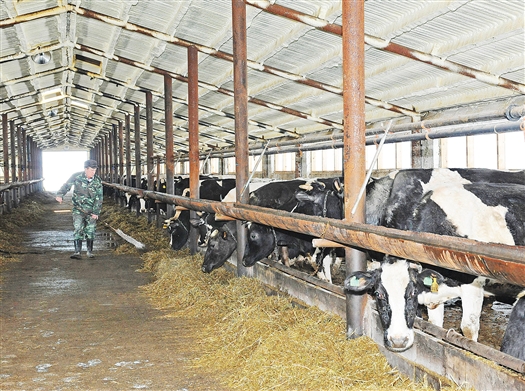 Владелец сети АЗС "Нефко" планирует выращивать коров на базе активов "Новоспасского"
