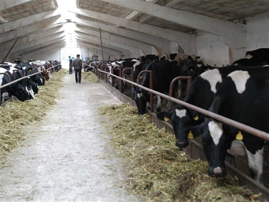 На строительство ферм для КРС мясных пород в проверяемом периоде было выделено 12,12 млн руб. пяти фермерам, для молочных пород – 16,6 млн руб. семи фермерам