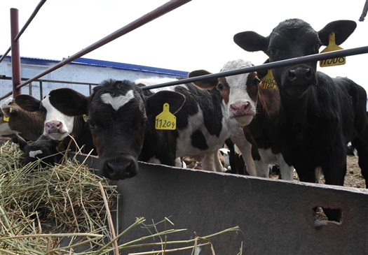 ООО "Компания "Био-Тон" намерена реализовать проект по разведению крупного рогатого скота молочного направления, ориентировочной стоимостью около 4,5 млрд руб.