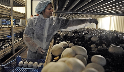 В  Пензенской области займутся выращиванием шампиньонов на деньги самарского ООО "Стройпотенциал" 
