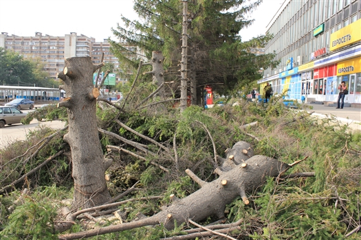 В субботу жильцы смогли остановить лесорубов - они успели срубить только три дерева