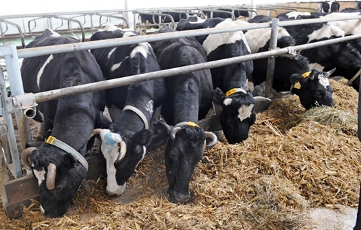 Реализация программы по развитию мясного животноводства приведет к увеличению поголовья мясного КРС к 2013 г. почти вдвое