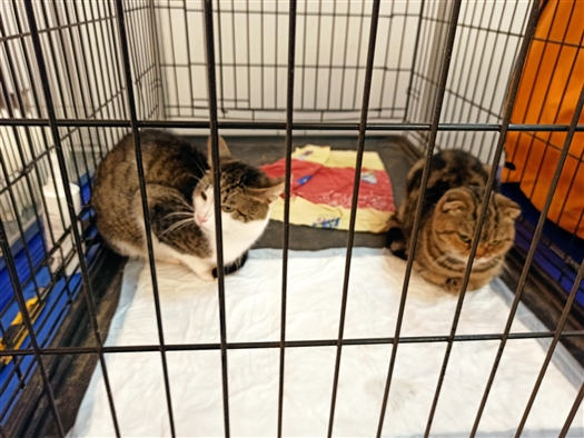 В "Экспо-Волге" проходит выставка животных из приютов