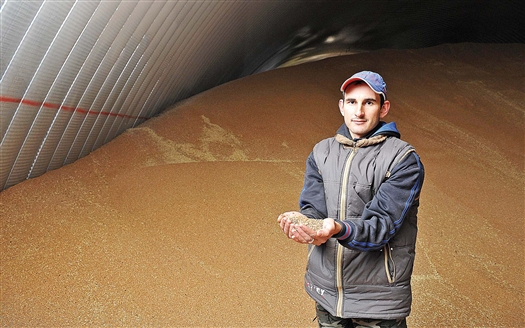 Из Самарской области экспортировано около 250 тыс. т зерна