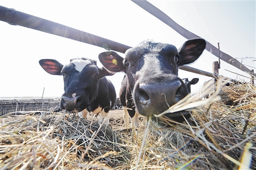 В Пестравском районе за последние пять лет резко сократилось поголовье крупного рогатого скота