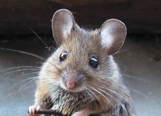 С начала 2012 г. в Самарской области 192 человека заразились мышиной лихорадкой