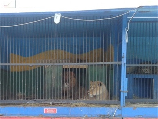 Лев напал на сотрудника зоопарка при кормлении