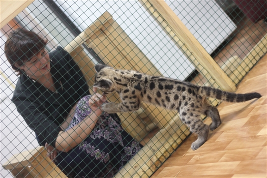 1 июня посетители Самарского зоопарка смогут выбрать имя для детеныша пумы
