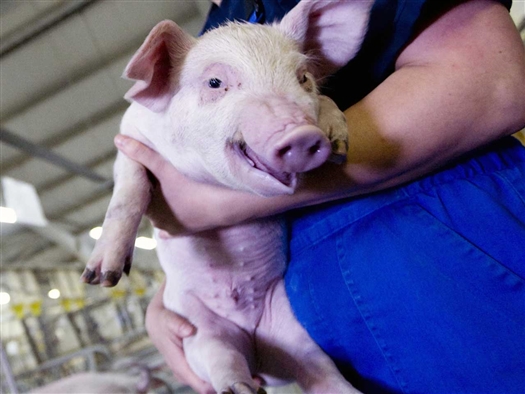 Дочерняя структура Россельхозбанка, контролирующая свинокомплекс "Доминант", "Агроторг-Самарский" начала массированную распродажу свиней - как живьем, так и в виде мяса
