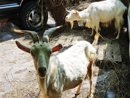 Арестованные козы ждут новых хозяев