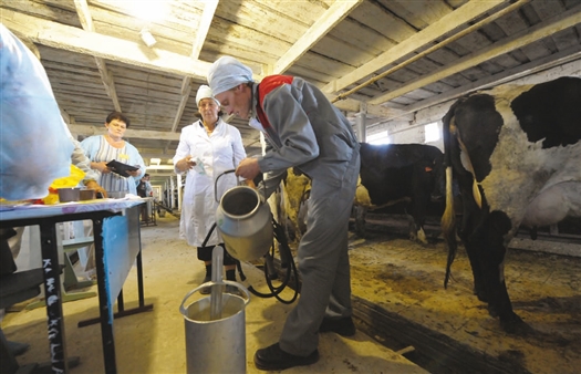 До конца сентября планируется завезти в регион в общей сложности 882 головы, в том числе 200 молочных коров.