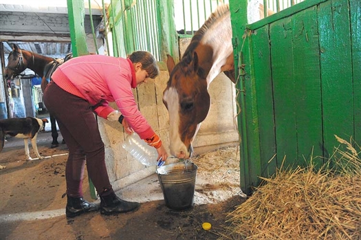 Пока подача воды в конюшни не восстановлена, любители конного спорта сами носят воду для своих питомцев.