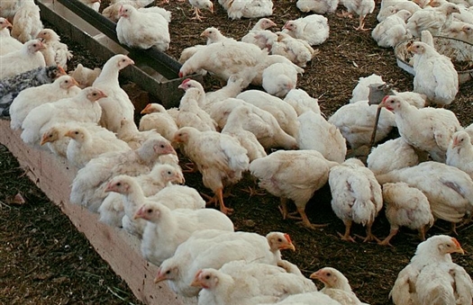 На птицефабрике ООО "Цыпочка" сгорело 5 тыс. цыплят