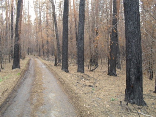 В Самарской области разрабатывается программа по охране лесов