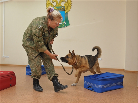 Самарская собака стала лучшей в стране по поиску наркотиков в багаже