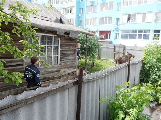 Забредшего в город лося пытается изловить группа спасателей из Новокуйбышевска