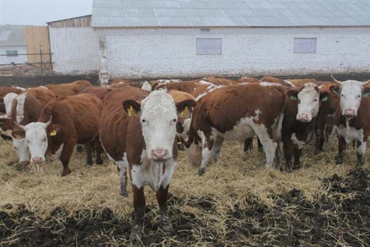 На господдержку смогут расcчитывать сельхозтоваропроизводители, осуществляющие разведение крупного рогатого скота мясных пород