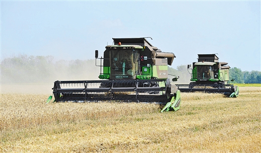 В губернии зафиксирована рекордная урожайность зерновых - 85 центнеров с гектара